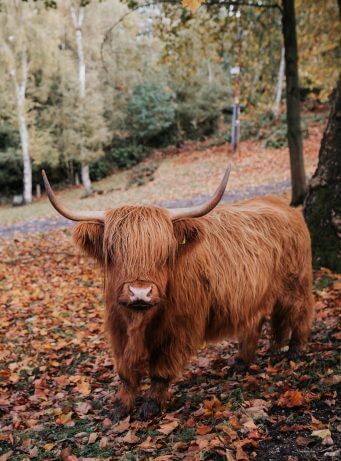 A highland cow during an Autumn wedding at Hedsor