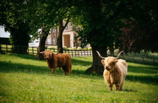 two highland cows in their field with hedsor in the background