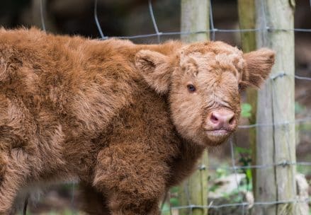 a baby highland cow who is a resident of hedsor house