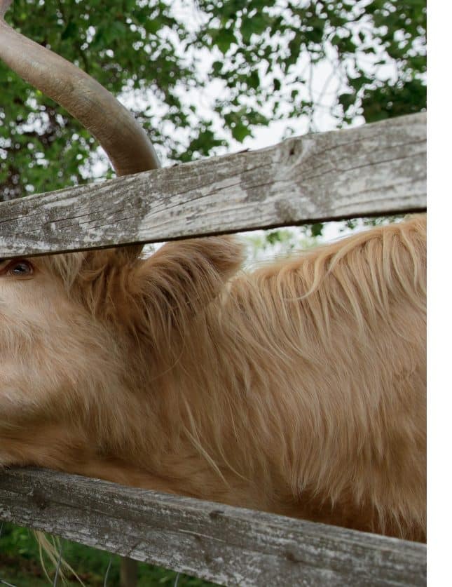 a highland cow on the grounds of wedding venue Buckinghamshire